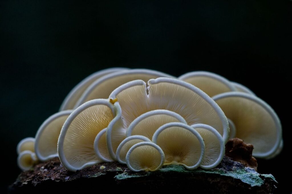 Cluster of pale oyster mushrooms growing on a mossy piece of wood