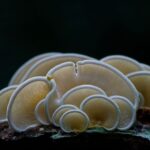 Cluster of pale oyster mushrooms growing on a mossy piece of wood