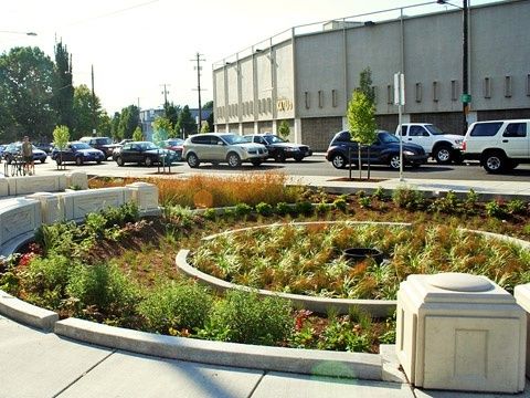Urban rain garden beside a street with parked and moving cars