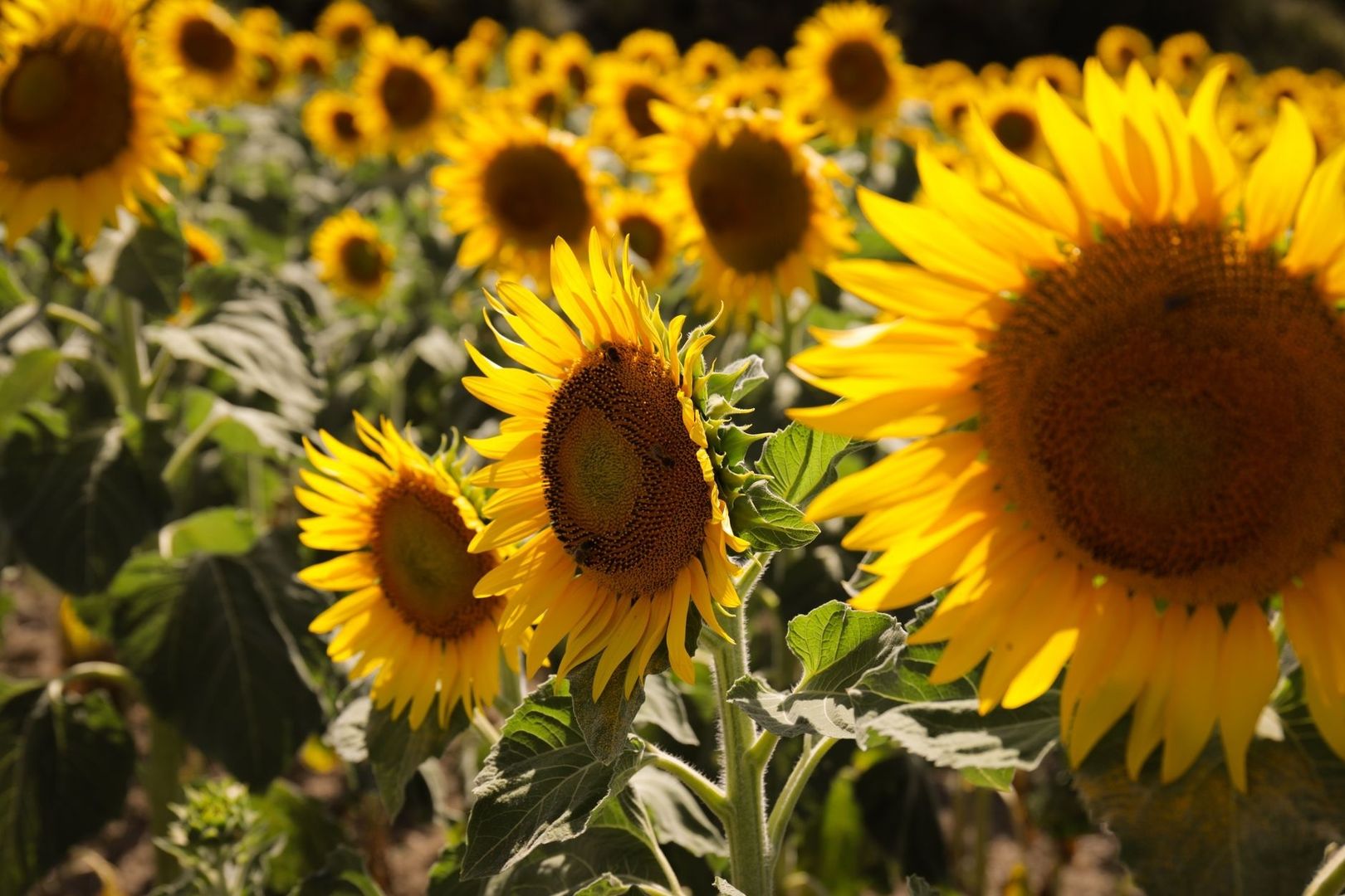 Bright sunflowers growing densely in a green field